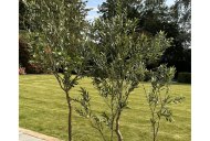 Hill Interiors Apulia Olive Tree in White Pot 200cm