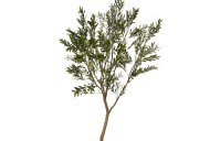 Hill Interiors Apulia Olive Tree in White Pot 240cm