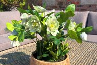 Hill Interiors Green Hellebore Plant in Taupe Pot