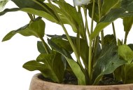 Hill Interiors Green Hellebore Plant in Taupe Pot