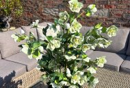 Hill Interiors Large Green Hellebore in Taupe Pot