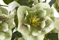 Hill Interiors Large Green Hellebore in Taupe Pot