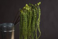 Hill Interiors Green Amaranthus