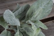 Hill Interiors Lambs Ear Spray