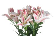 Hill Interiors Stargazer Lily