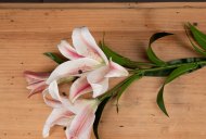 Hill Interiors Stargazer Lily