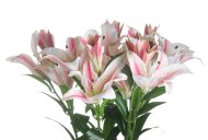 Hill Interiors Stargazer Lily