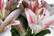 Hill Interiors Stargazer Lily