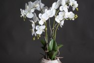 Hill Interiors White Orchid In Stone Pot