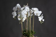 Hill Interiors Large White Orchid In Glass Pot