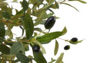 Hill Interiors Calabria Olive Tree