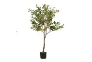 Hill Interiors Calabria Small Olive Tree