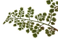 Hill Interiors The Natural Garden Collection Maidenhair Fern Stem