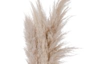 Hill Interiors Cream Pampas grass