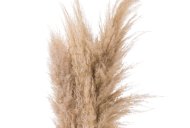 Hill Interiors Butter Pampas Grass