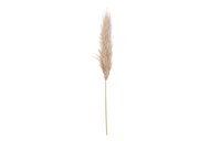 Hill Interiors Butter Pampas Grass