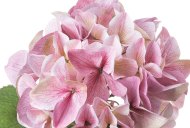 Hill Interiors Shabby Pink Single Hydrangea