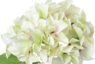 Hill Interiors Shabby Green Single Hydrangea