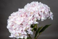 Hill Interiors Giant Pink Hydrangea