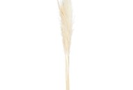 Hill Interiors Cream Pampas Grass Stem