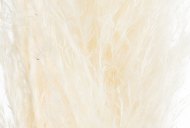 Hill Interiors Cream Pampas Grass Stem