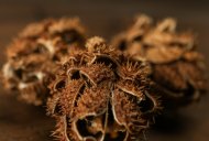 Hill Interiors Bouquet Of Dried Protea