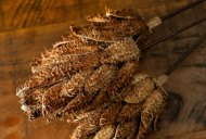 Hill Interiors Bouquet Of Dried Protea