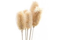 Hill Interiors Bouquet Of Dried Tall Thistle