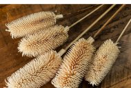 Hill Interiors Bouquet Of Dried Tall Thistle